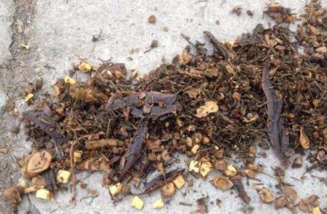 中藥渣、西藥渣、抗生素菌渣等糟渣