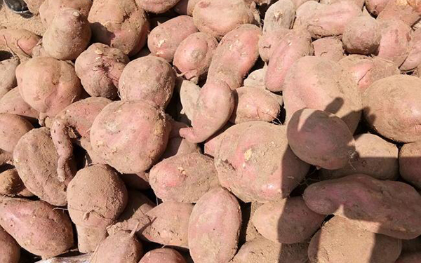 地瓜烘干機(jī)干燥紅薯渣 地瓜烘干機(jī)干燥紅薯渣